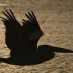 Pélican australien dans le soleil couchant, Kalbarri