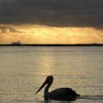 Pélican australien dans le soleil couchant, Kalbarri
