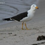 Goéland austral, Plage de Kalbarri