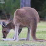 Wallaroo devant notre motel