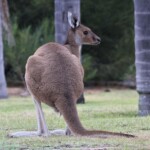 Wallaroo devant notre motel