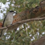 Echenilleur à masque noir, Kalbarri