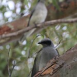 Echenilleur à masque noir, Kalbarri