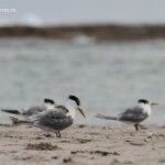 Groupe de sternes huppées sur la plage de Kalbarri