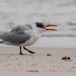 Jeune Sterne caspienne, plage de Kalbarri