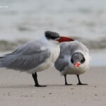 Sterne caspienne et son jeune, plage de Kalbarri