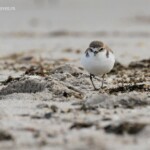 Pluvier à tête rousse, plage de Kalbarri