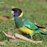 Perruche à collier jaune, plage de Kalbarri