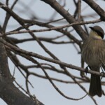 Méliphage chanteur, plage de Kalbarri