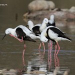 Echasse à tête blanche, lac rose au sud de Kalbarri