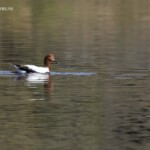 Avocette australienne, Lac rose au sud de Kalbarri