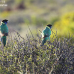 Perruche à collier jaune, Cape Range National Park