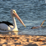 Grand dauphin et pélican, Monkey Mia