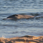 Grand dauphin, Monkey Mia