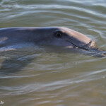 Grand dauphin, Monkey Mia