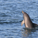 Grand dauphin, Monkey Mia