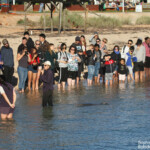 Grand dauphin, Monkey Mia