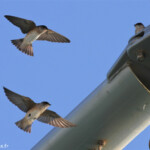 Hirondelle des arbres sur les bateaux de Monkey Mia