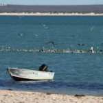 Groupe de cormoran et de pélicans, Monkey Mia