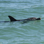 Grand dauphin, Monkey Mia