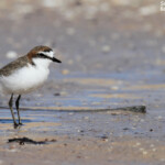 Pluvier à tête rousse, Monkey Mia
