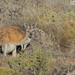 Wallaroo, Route de Monkey Mia