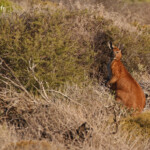 Wallaroo, Route de Monkey Mia