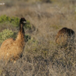 Groupe d'émeu le long de la route de Monkey Mia