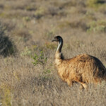 Groupe d'émeu le long de la route de Monkey Mia