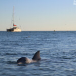 Grand dauphin, Monkey Mia