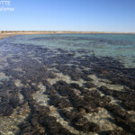 Stromatolites
