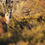 Wallaroo à l'entrée du parc national François Péron