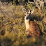 Wallaroo à l'entrée du parc national François Péron
