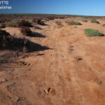 Plaines salées dans le parc national François Péron