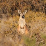 Wallaroo à l'entrée du parc national François Péron