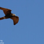 Brown falcon, Parc national François Péron