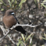 Petit Langrayen, Parc national François Péron