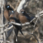 Petit Langrayen, Parc national François Péron