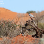 Echenilleur à masque noir, Parc national François Péron
