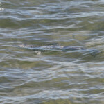 Requin nerveux au pied des falaises du parc national François Péron