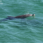 Grand dauphin au pied des falaises du parc national François Péron