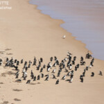 Groupe de Cormorans variés, parc national François Péron