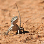 Agam sp. parc national François Péron