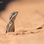 Agam sp. parc national François Péron
