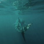 Requin baleine, Ningaloo Reef