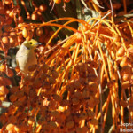 Méliphage serti, Exmouth