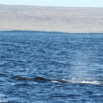 Baleine à bosse, Ningaloo Reef