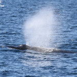 Baleine à bosse, Ningaloo Reef