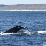Baleine à bosse, Ningaloo Reef