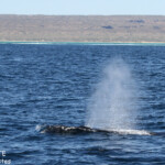 Baleine à bosse, Ningaloo Reef